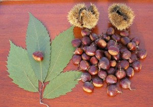 Read more about the article American Chestnut Trees