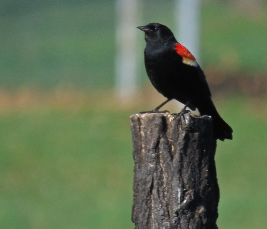 Red Winged Blackbird on Post