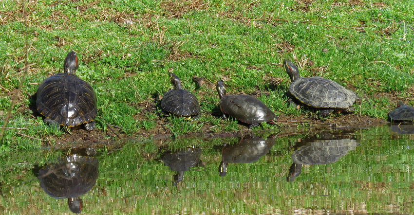 Turtle Reflections