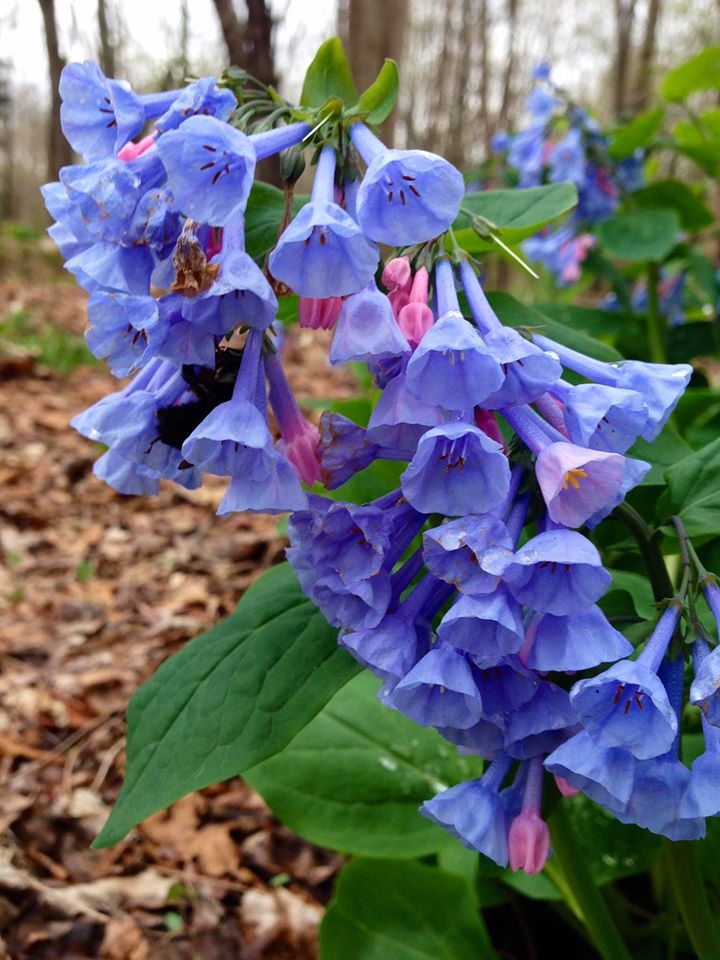 You are currently viewing NEW SERIES: Take a Walk with Tavia! – Virginia Bluebells