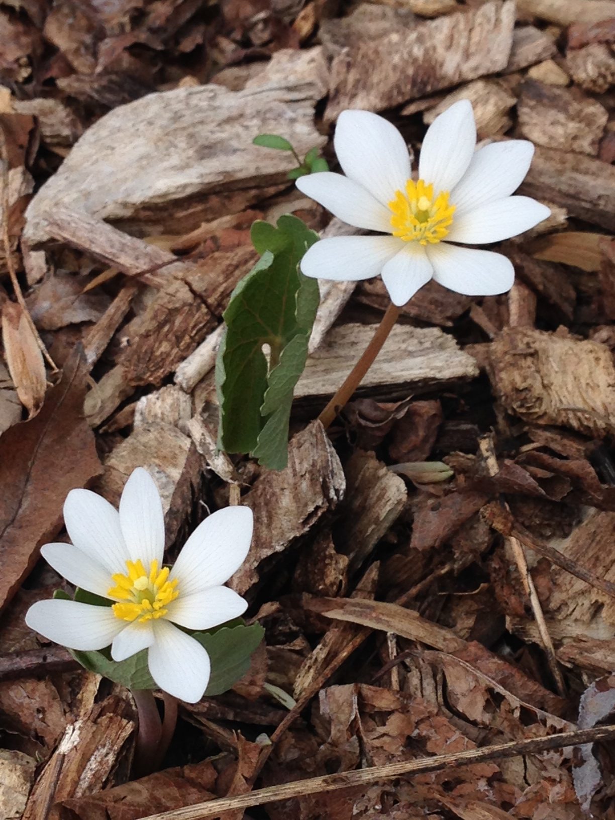 Read more about the article TAKE A WALK WITH TAVIA #2 – Bloodroot