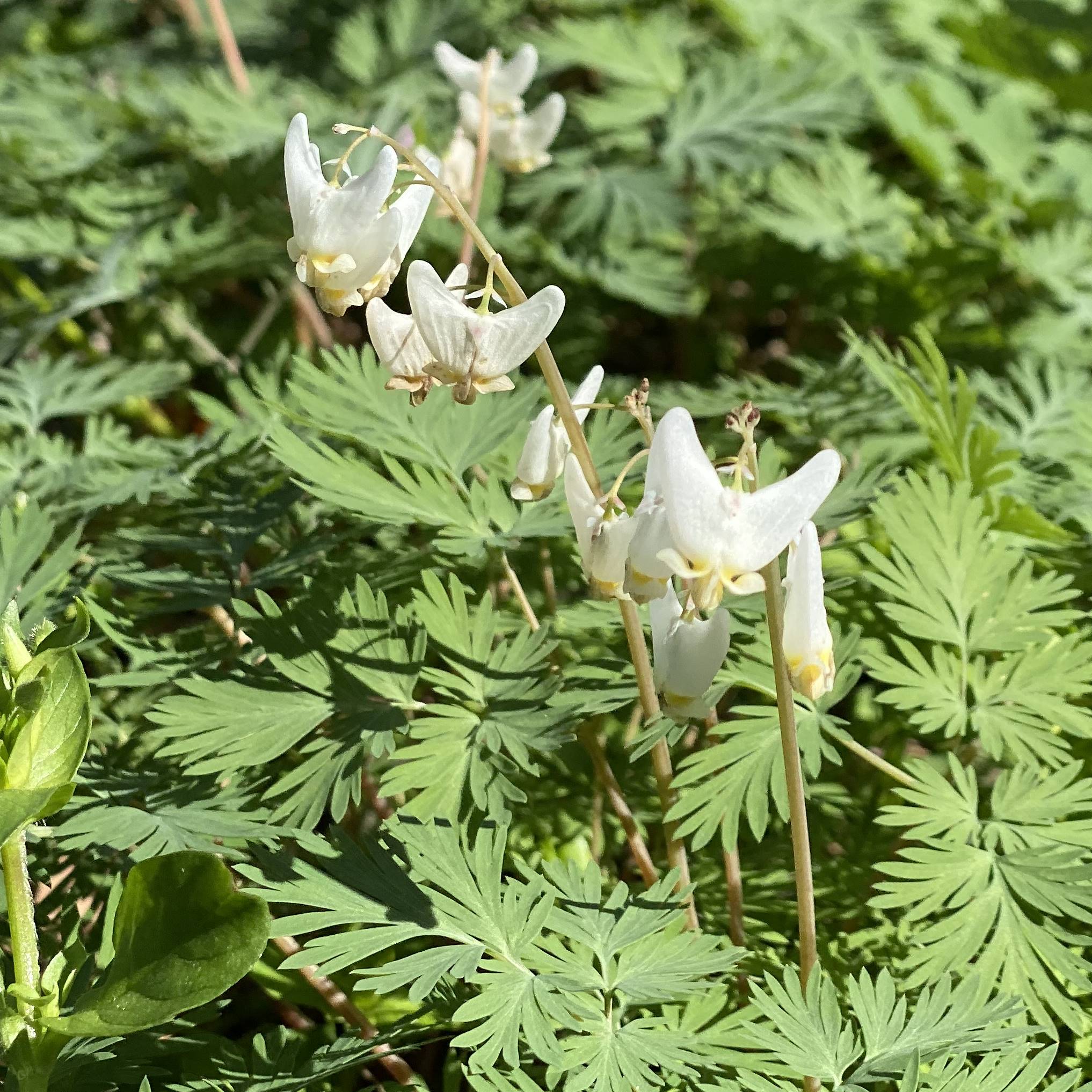 Read more about the article Take a Walk with Tavia #6 – Dutchman’s Breeches