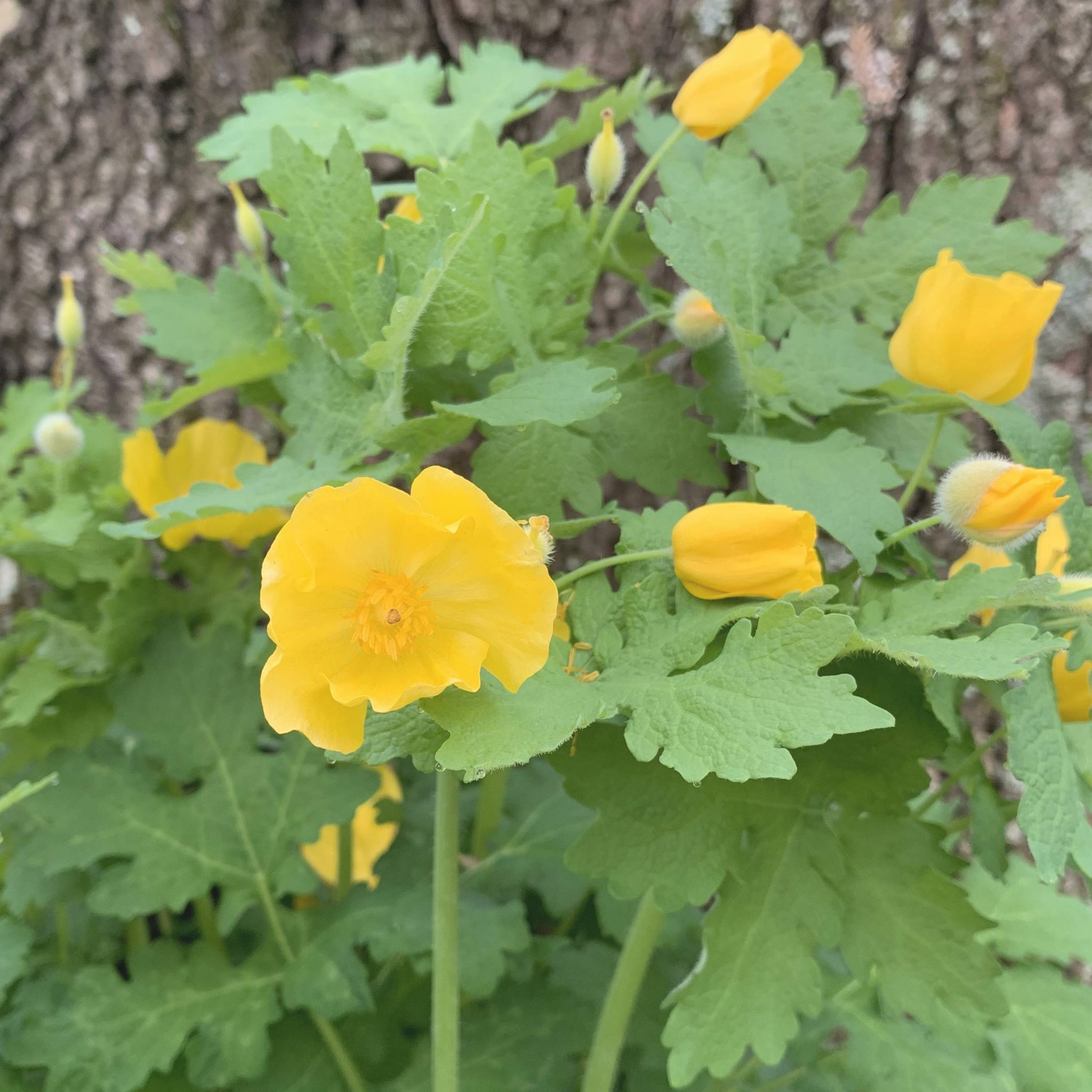 Read more about the article Take a Walk with Tavia #4 – Celandine Poppy