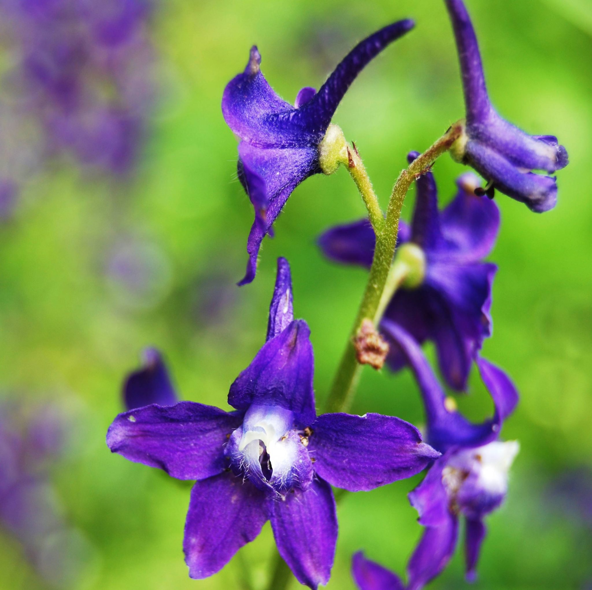 Read more about the article Take a Walk with Tavia #11 – Dwarf Larkspur