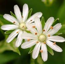 Read more about the article Take a Walk with Tavia #10 – Star Chickweed