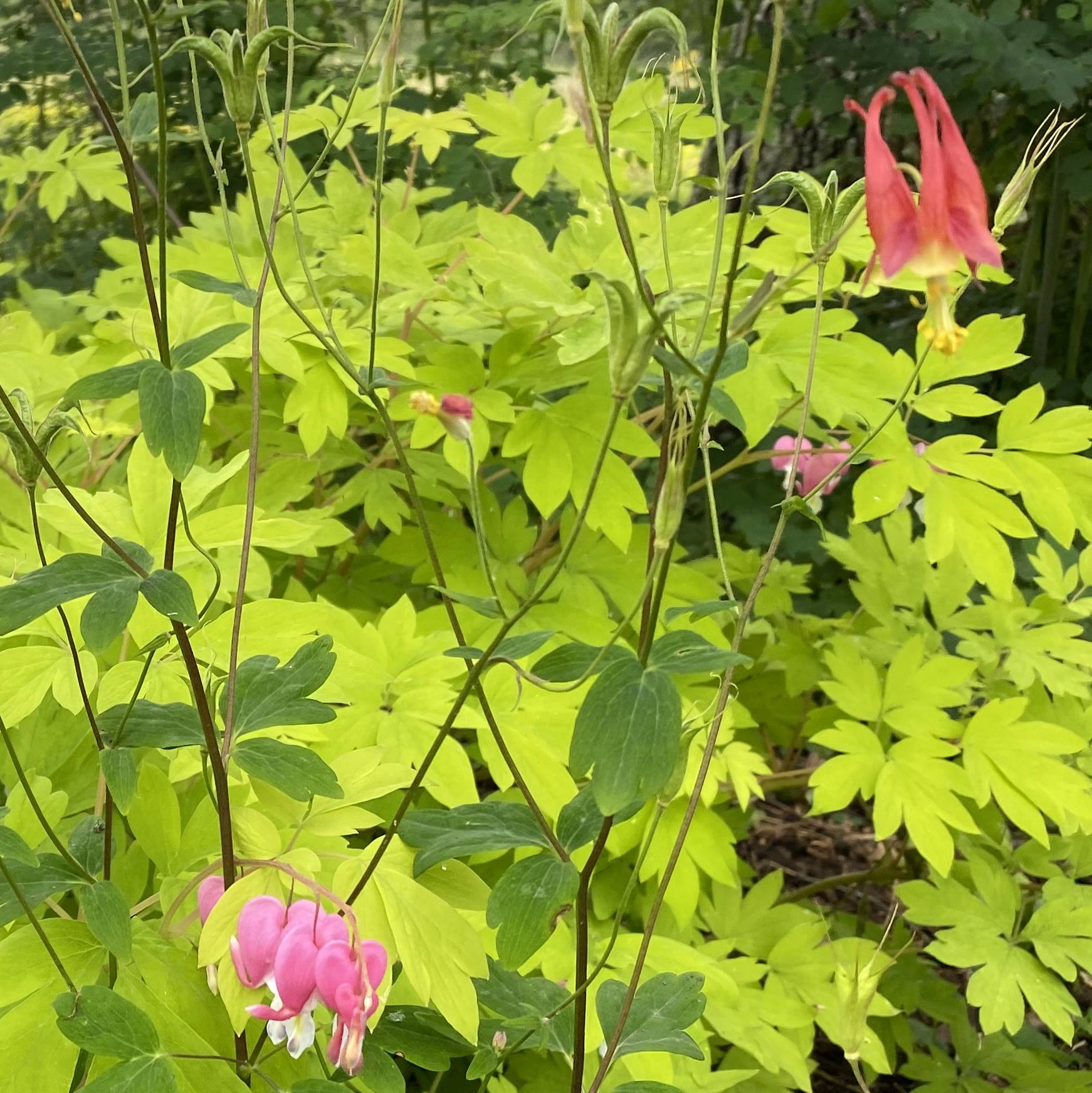 Read more about the article Take a Walk with Tavia #17 – Eastern Columbine and Bleeding Heart