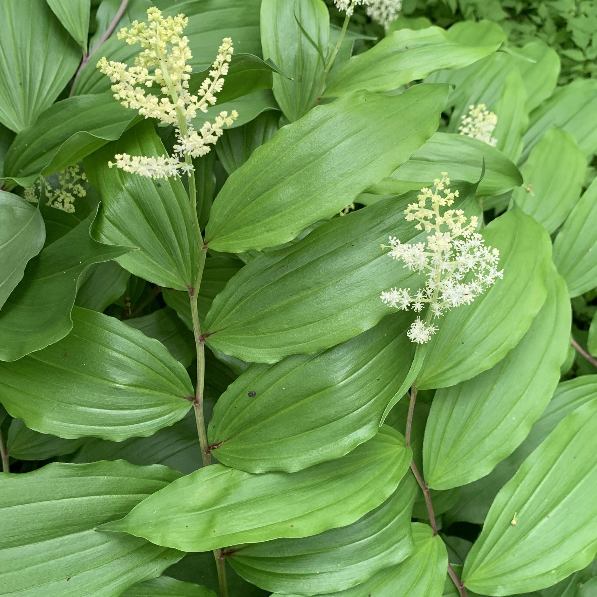 Read more about the article Take a Walk with Tavia #18 – False Solomon’s Seal