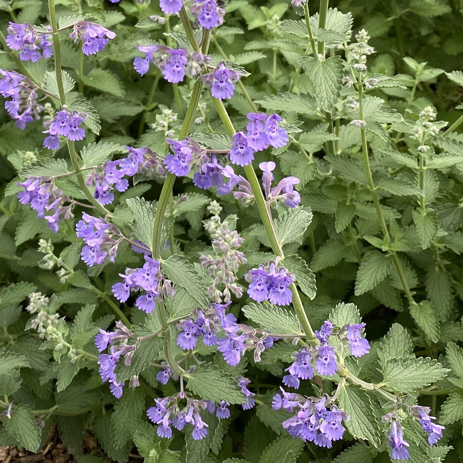 You are currently viewing Take a Walk with Tavia #19 – ‘Walker’s Low’ Catmint