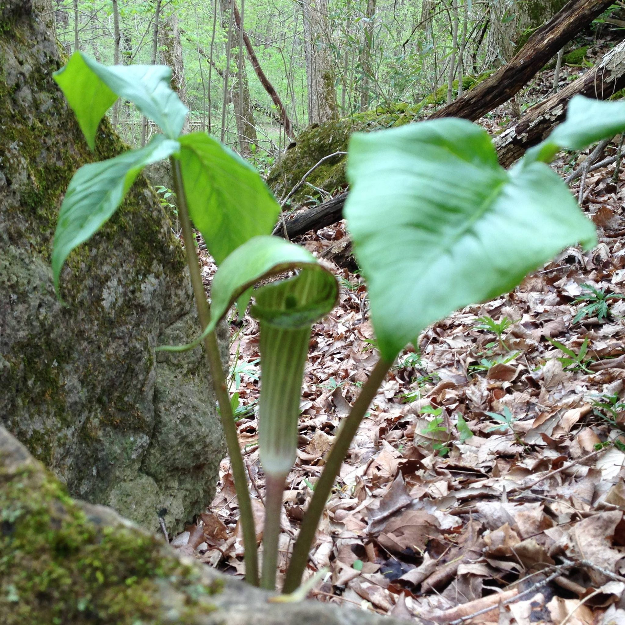 You are currently viewing Take a Walk with Tavia #13 – Jack-in-the-pulpit