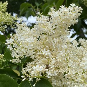 Read more about the article Take a Walk with Tavia #20 – Lilac Tree