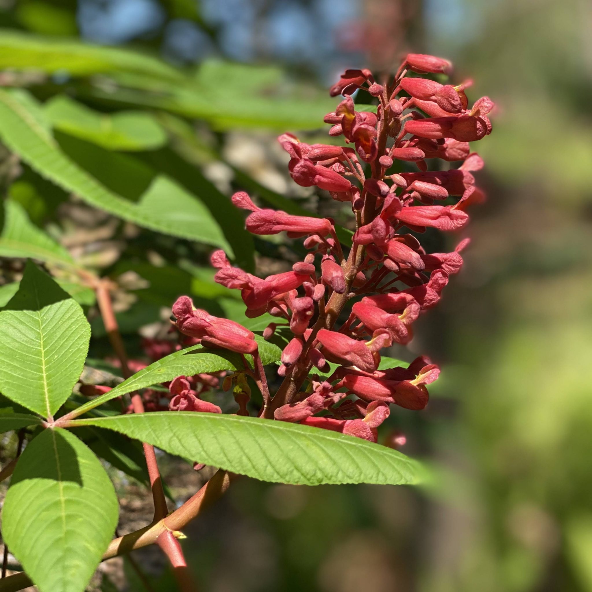 Read more about the article Take a Walk with Tavia #14 – Red Buckeye