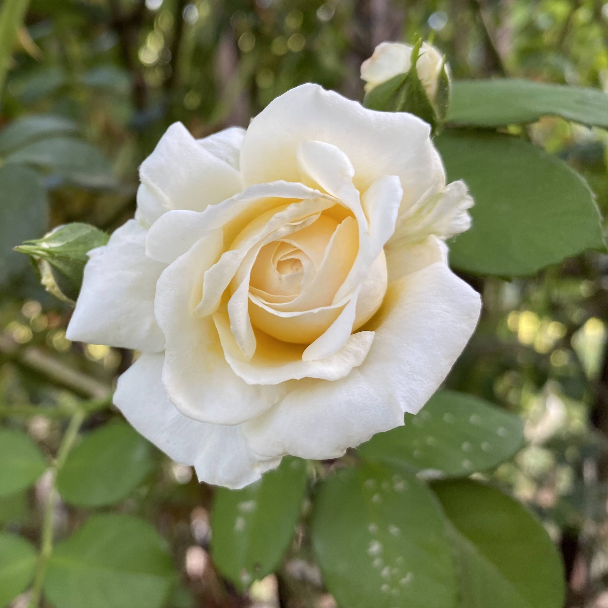 Read more about the article Take a Walk with Tavia #25 – climbing rose Cloud 10