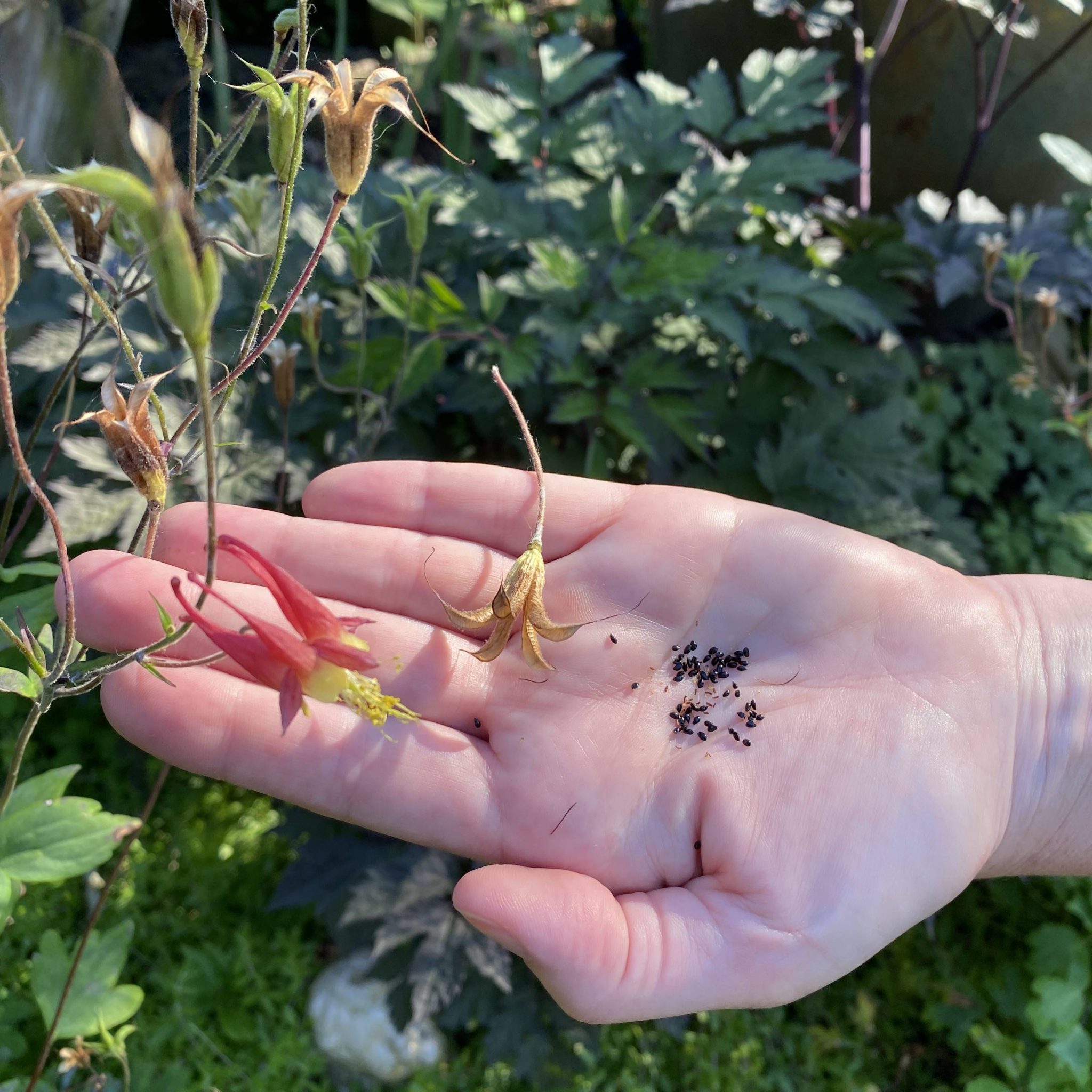 Read more about the article Take a Walk with Tavia #24 – collecting Columbine seeds