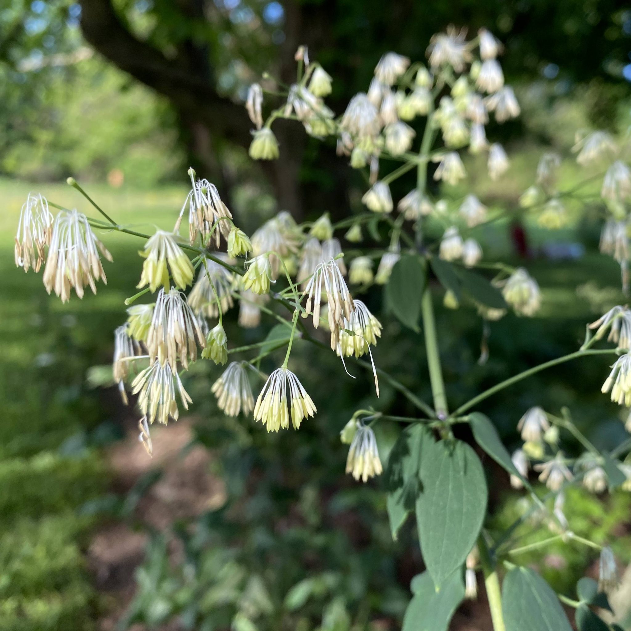 Read more about the article Take a Walk with Tavia #21 – Early Meadow Rue