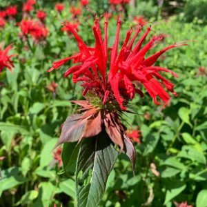 Read more about the article Take a Walk with Tavia #26 – Monarda ‘Jacob Cline’