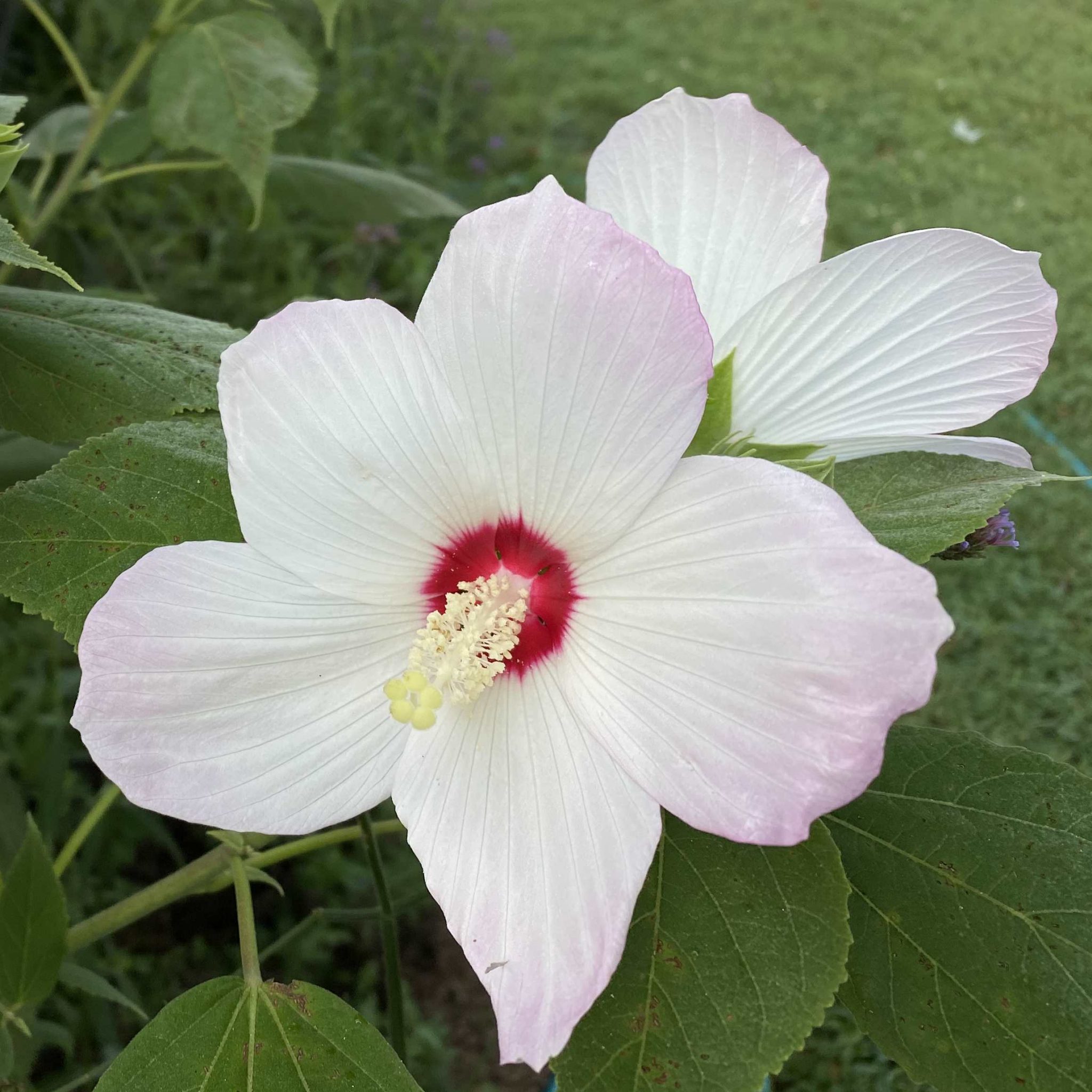 Read more about the article Take a Walk with Tavia #35 – Swamp Hibiscus