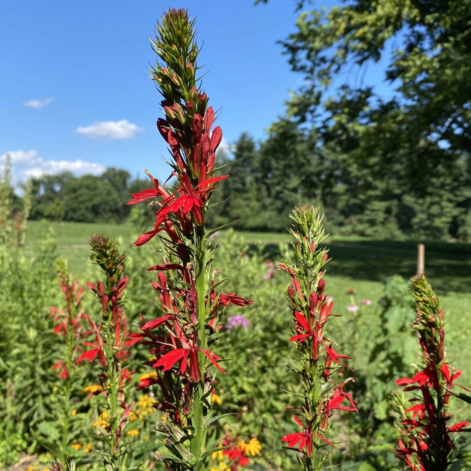Take a Walk with Tavia 36 Cardinal Flower Creasey Mahan Nature
