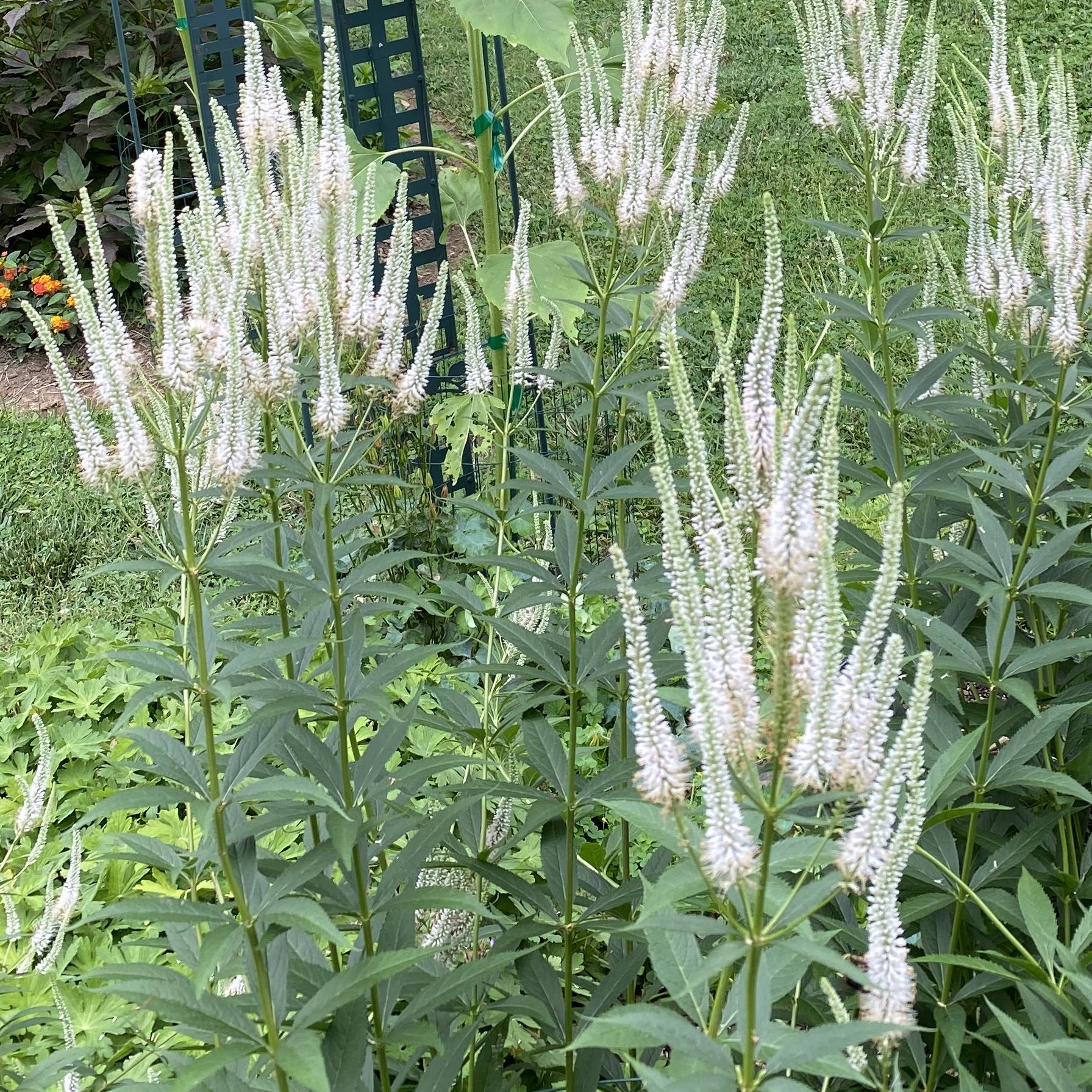 You are currently viewing Take a Walk with Tavia #31 – Culver’s Root