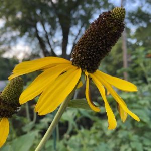 Read more about the article Take a Walk with Tavia #33 – Giant Coneflower