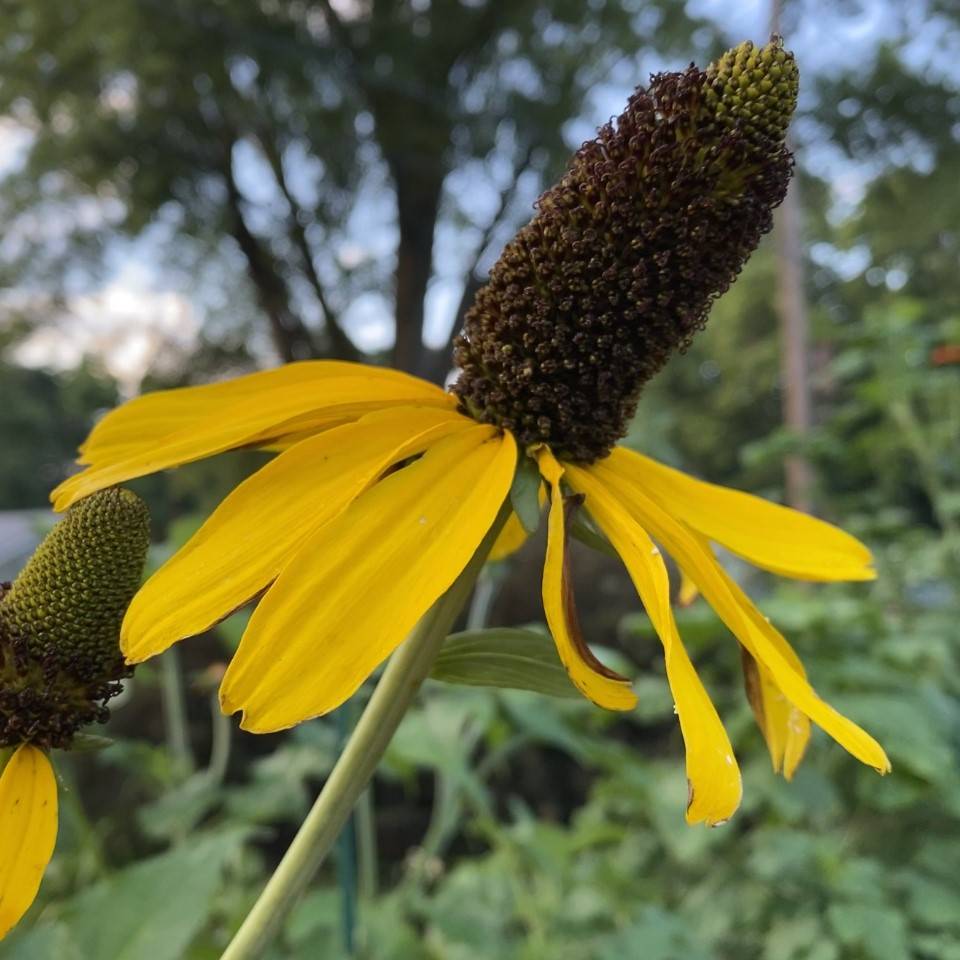You are currently viewing Take a Walk with Tavia #33 – Giant Coneflower