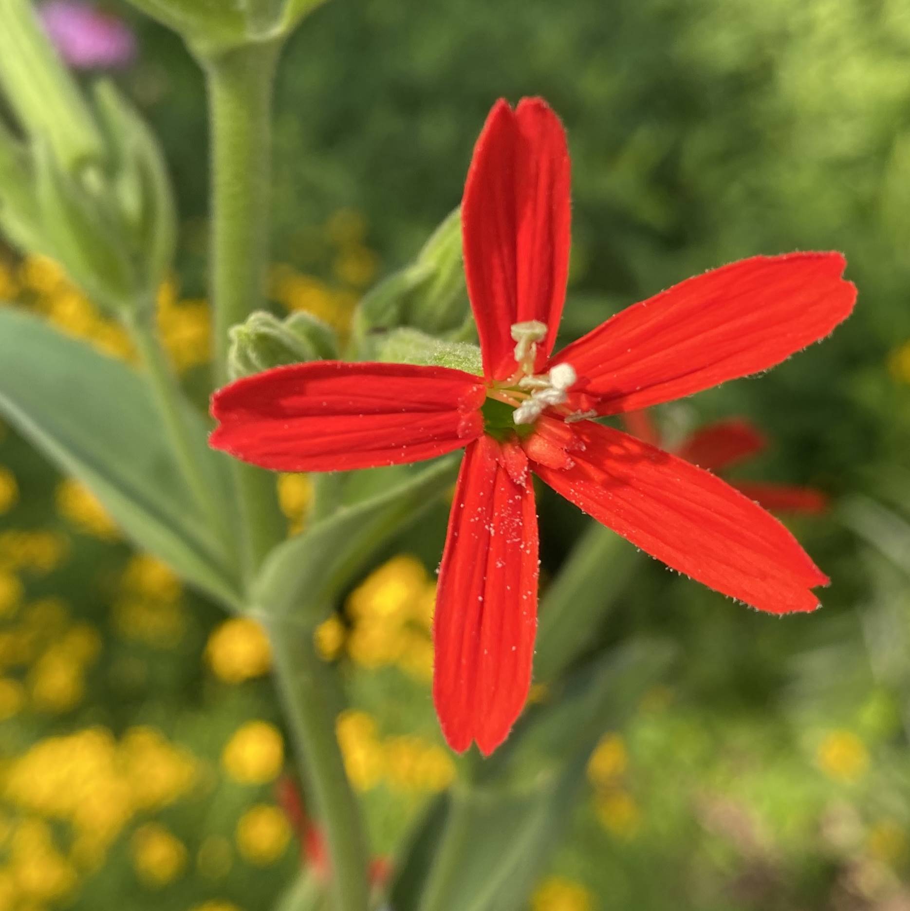 You are currently viewing Take a Walk with Tavia #30 – Royal Catchfly
