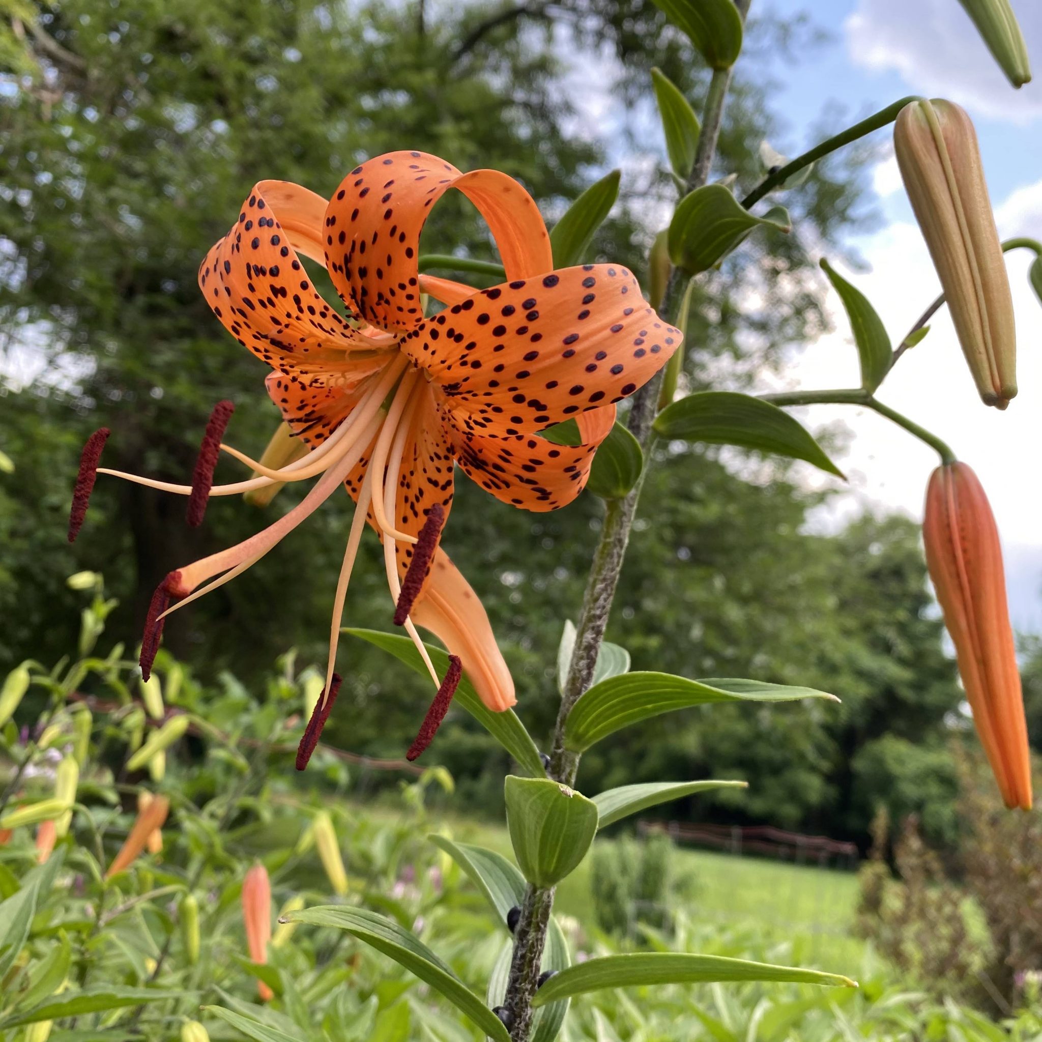 Read more about the article Take a Walk with Tavia #32 – Tiger Lilies