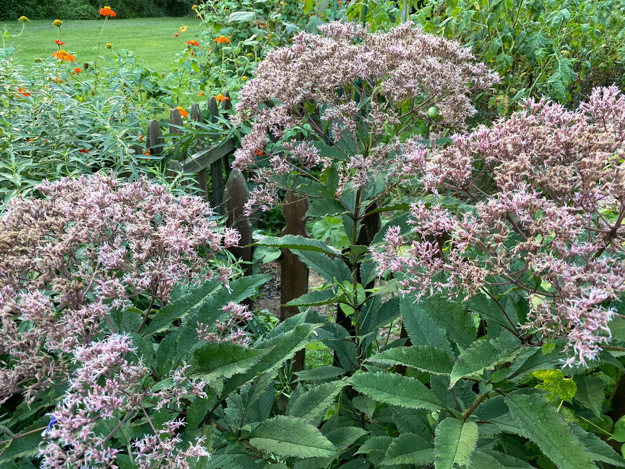 You are currently viewing Take a Walk with Tavia #40 – Gateway Joe Pye Weed