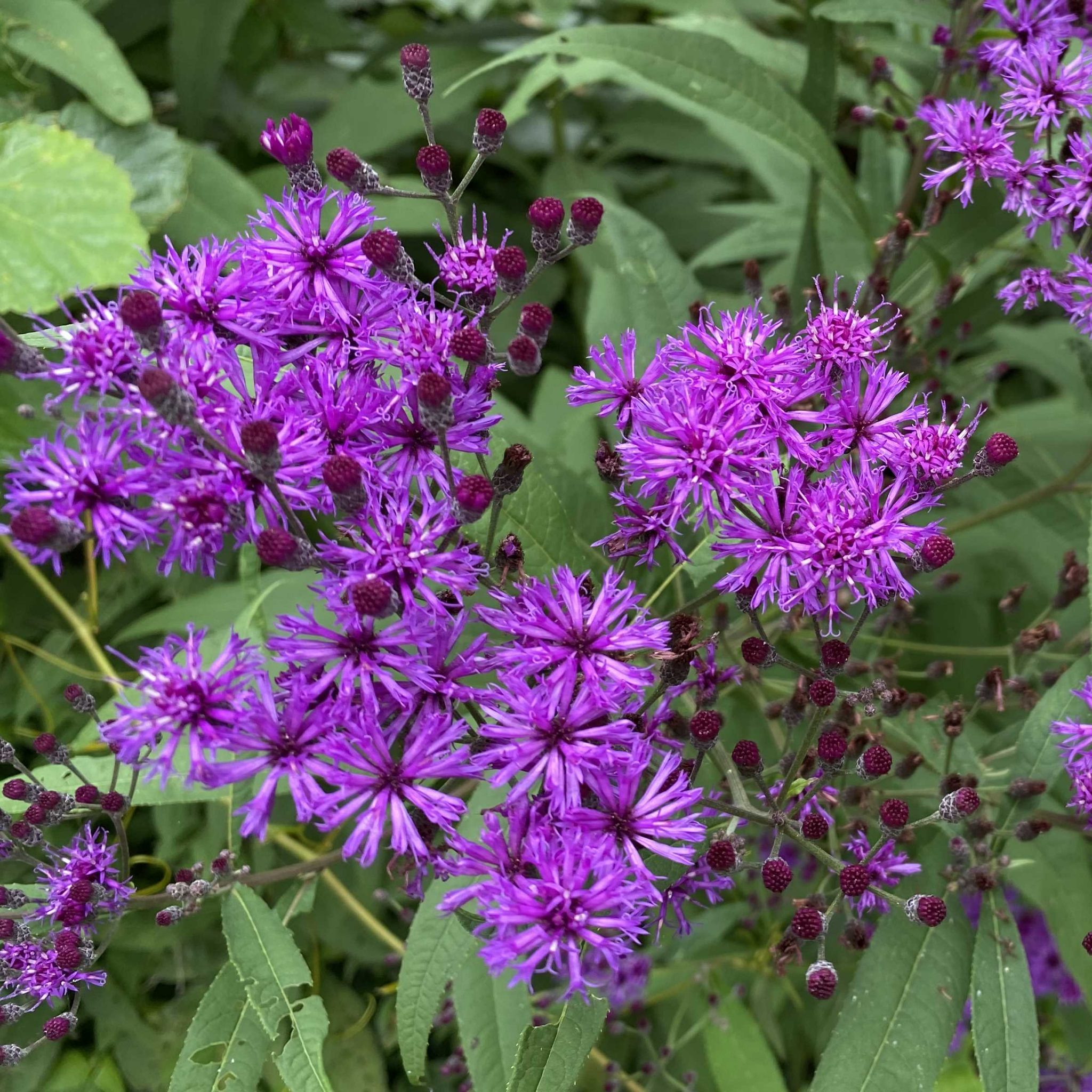 Read more about the article Take a Walk with Tavia #44 – Ironweed and Wingstem