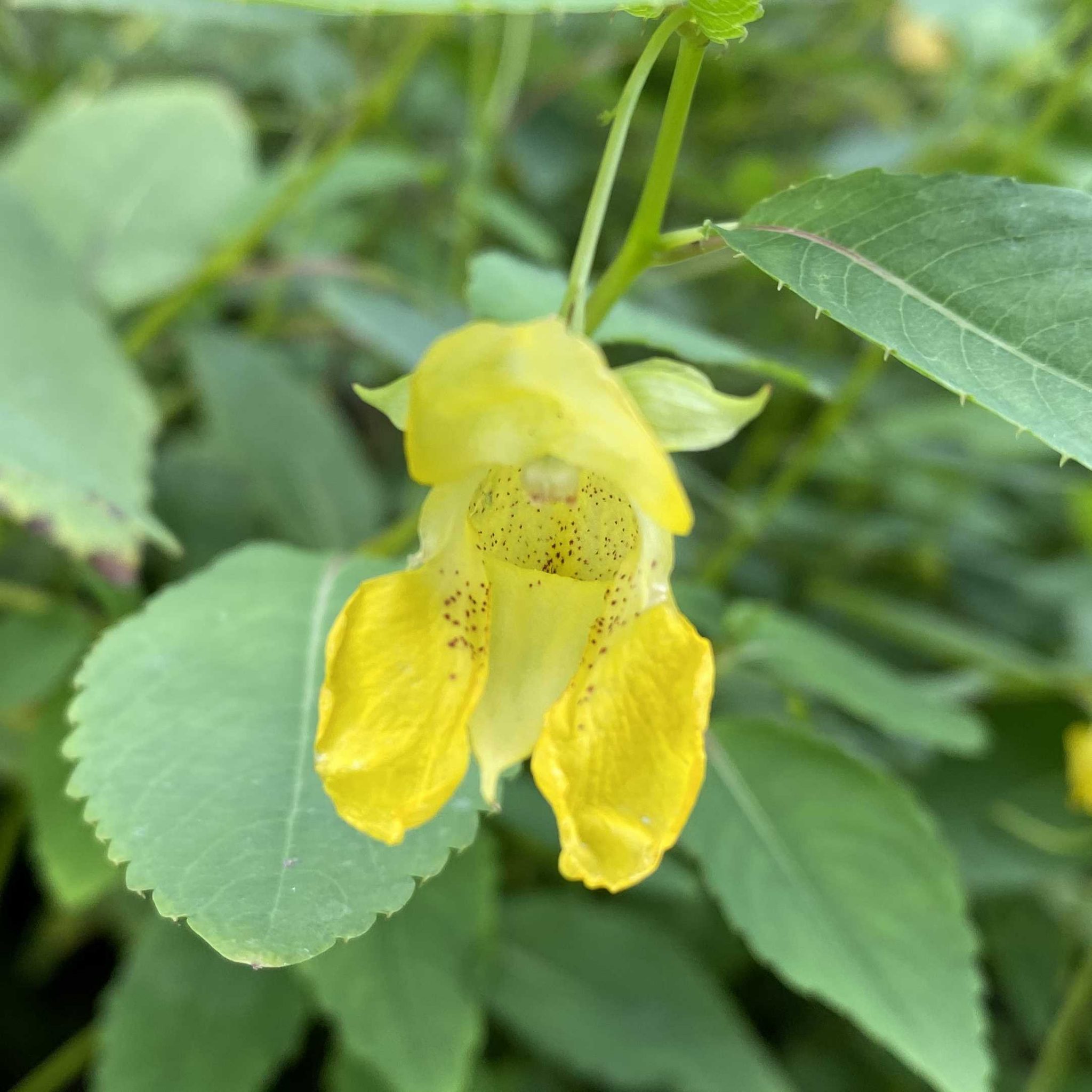 Read more about the article Take a Walk with Tavia #43 – Yellow Jewelweed