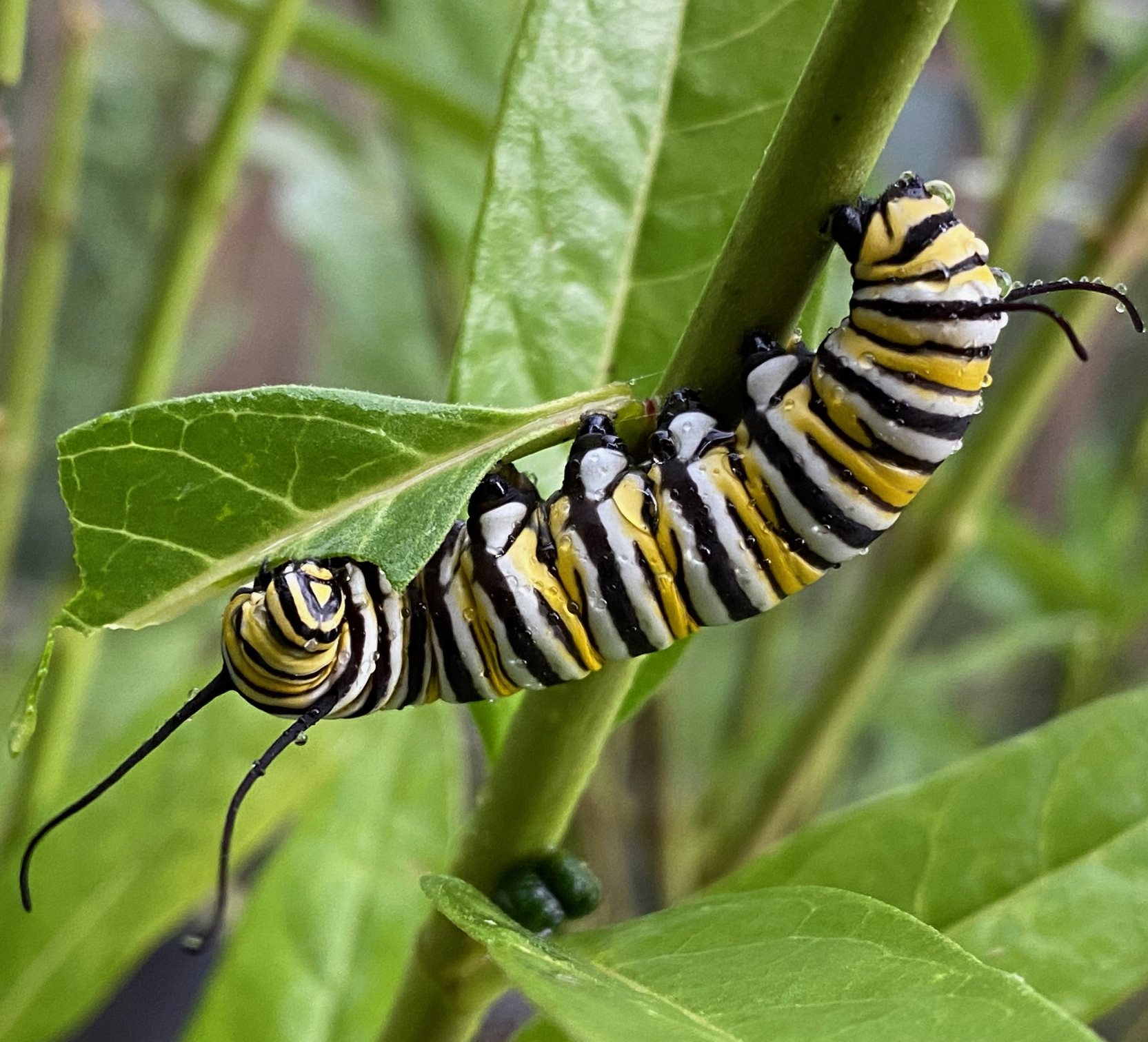 Read more about the article Take a Walk with Tavia #38 – Monarch caterpillars and milkweed