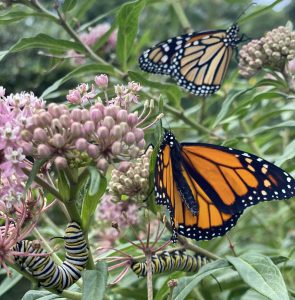 Read more about the article Take a Walk with Tavia #41 – Monarch Butterflies