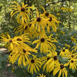 Read more about the article Take a Walk with Tavia #42 – Sweet Coneflower