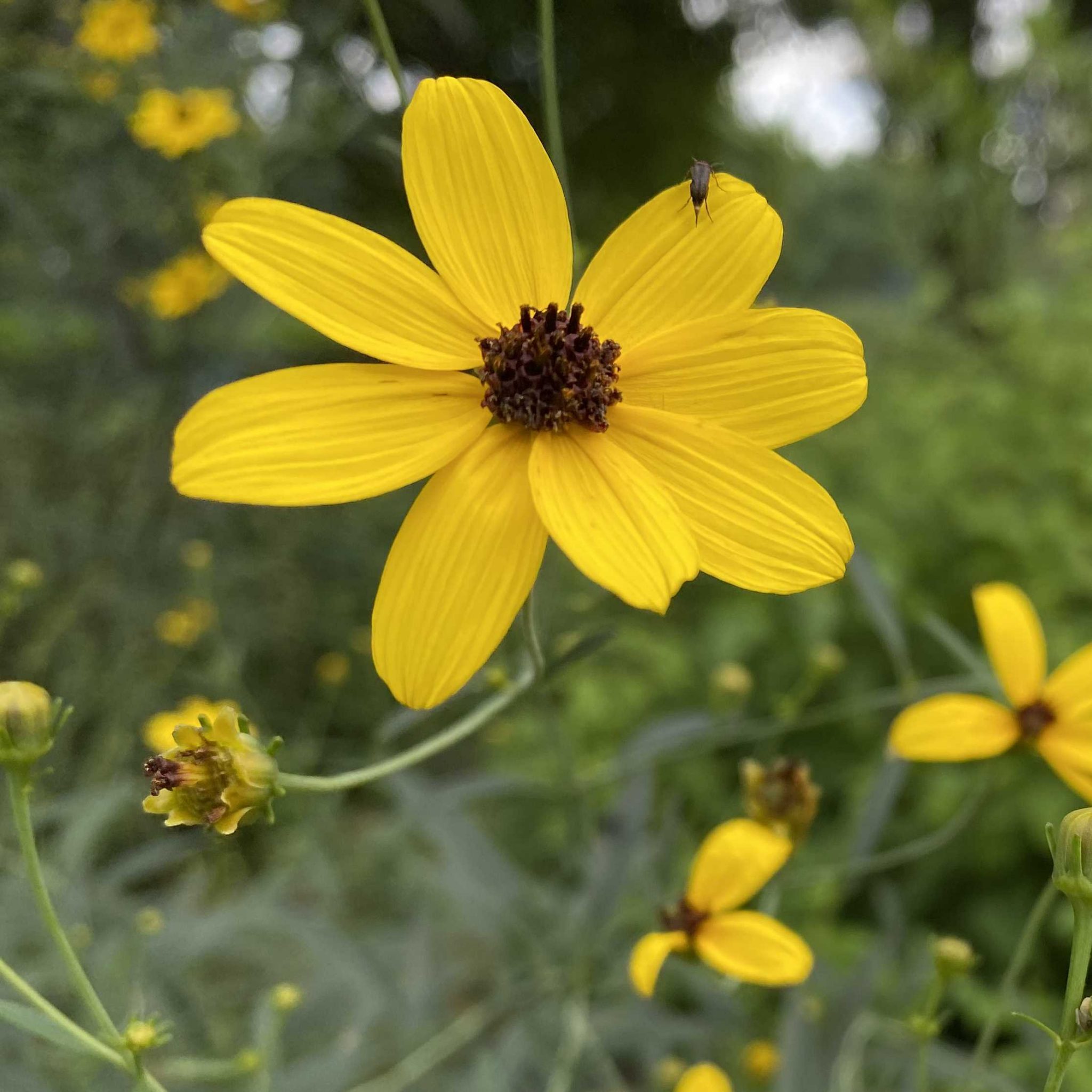 Read more about the article Take a Walk with Tavia #45 – Tall Coreopsis