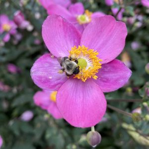 Read more about the article Take a Walk with Tavia #46 – Dwarf Japanese Anemones