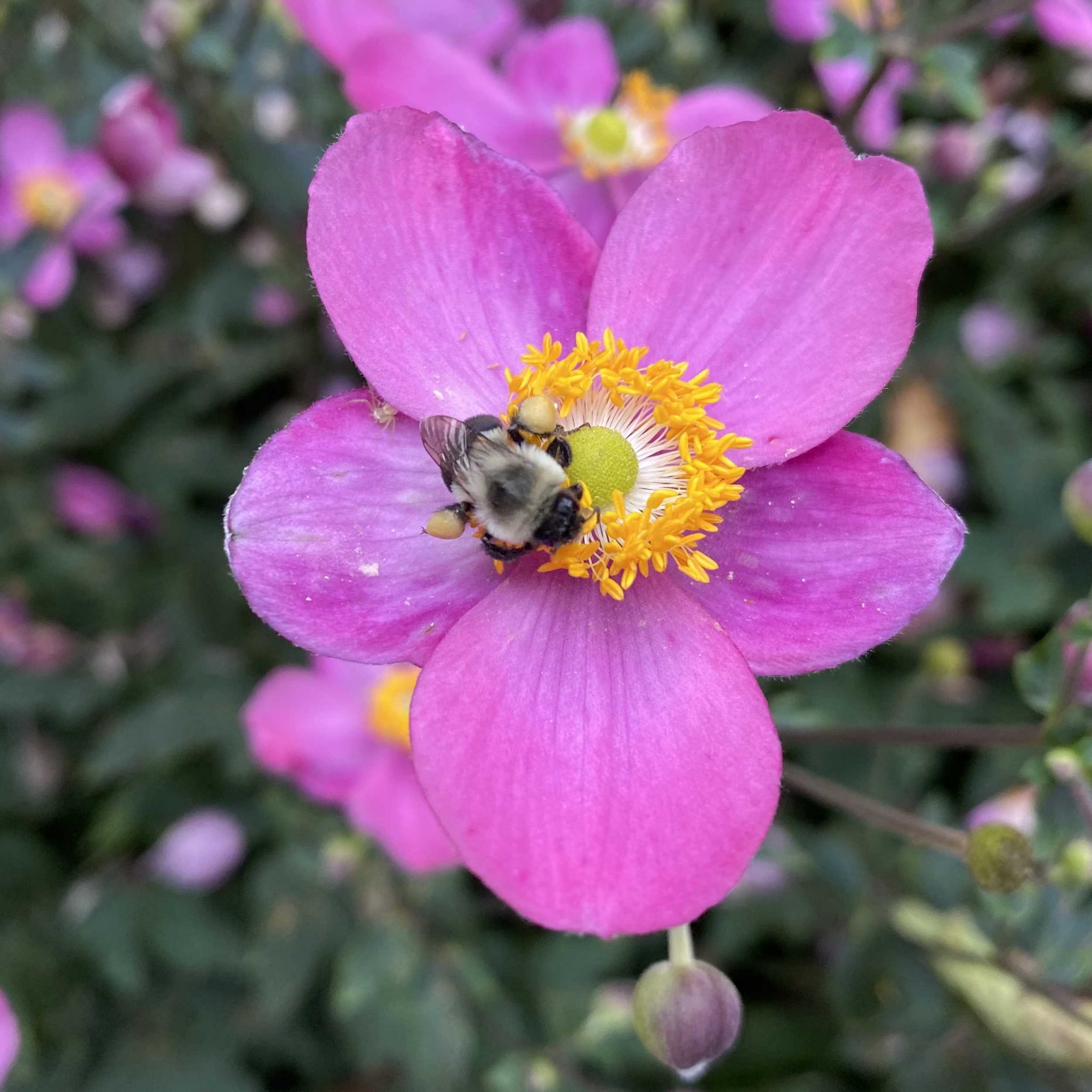You are currently viewing Take a Walk with Tavia #46 – Dwarf Japanese Anemones