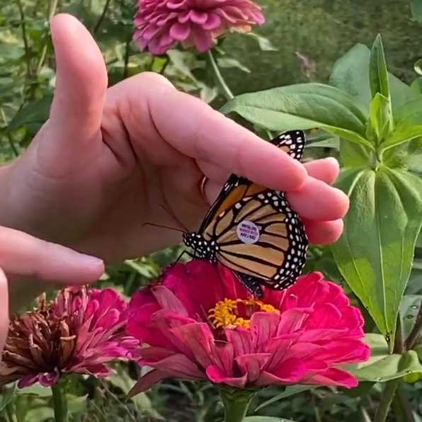Read more about the article Take a Walk with Tavia #48 – Tagging Monarch Butterflies