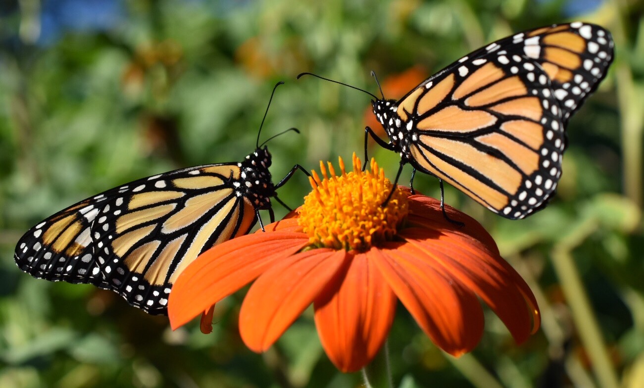 You are currently viewing Saving the Migrating Monarchs