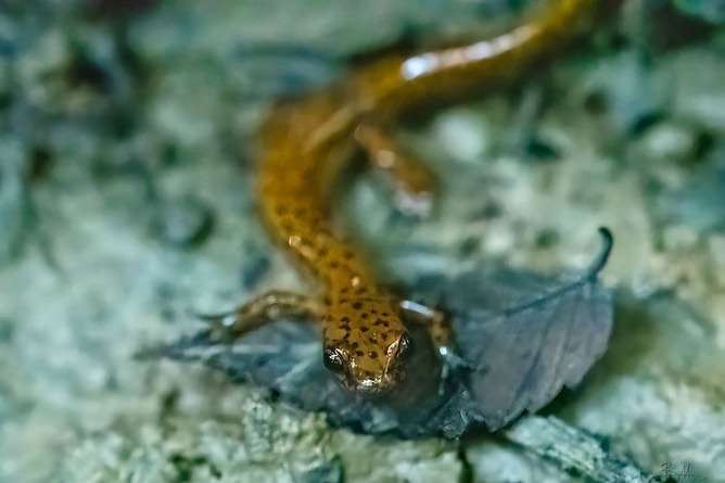 Read more about the article Cool Season Amphibians Hike