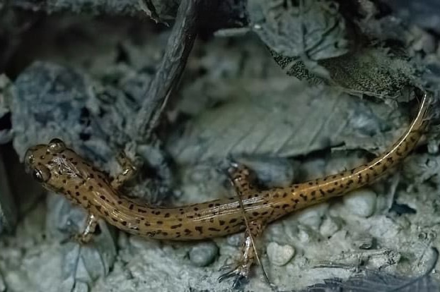 Read more about the article Cool Season Amphibians Hike