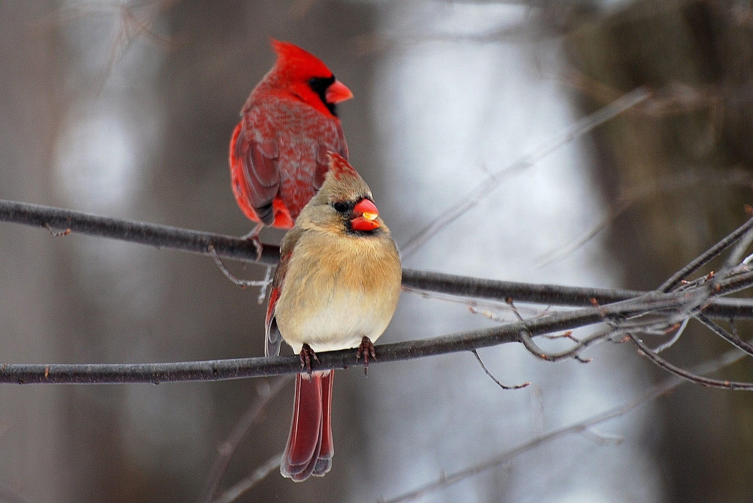 Read more about the article How Birds Stay Warm in the Winter and How to Help