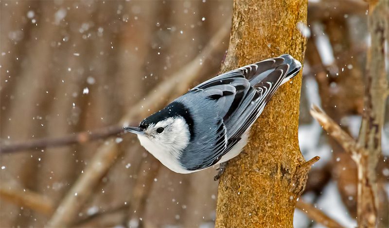 Read more about the article Winter Birding