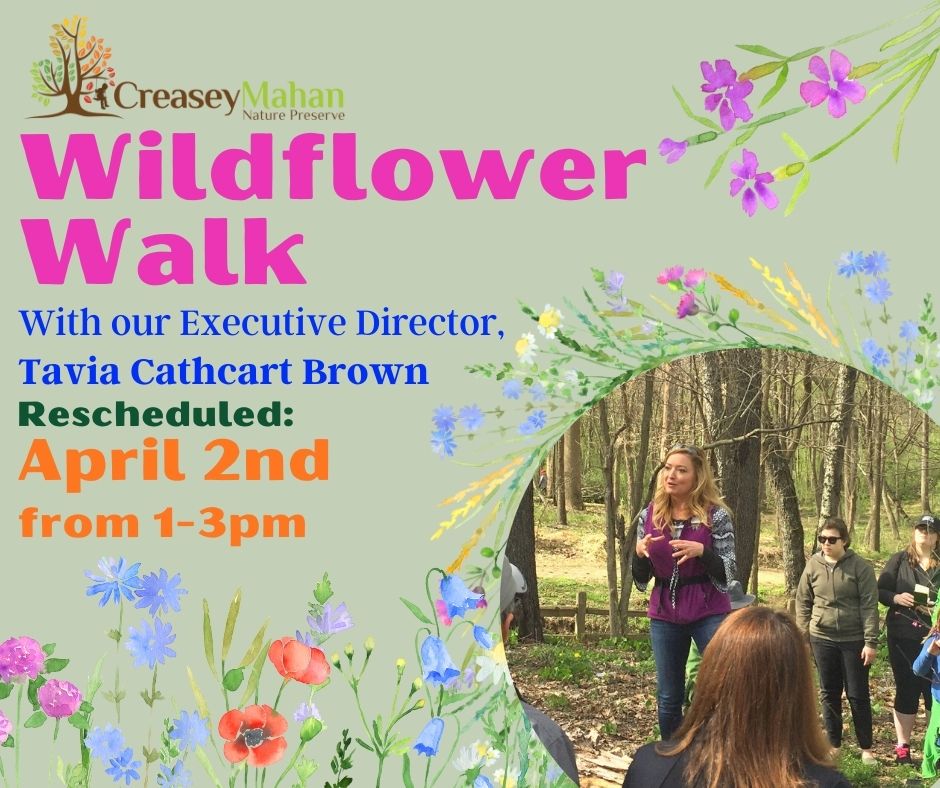 Read more about the article Wildflower Walk