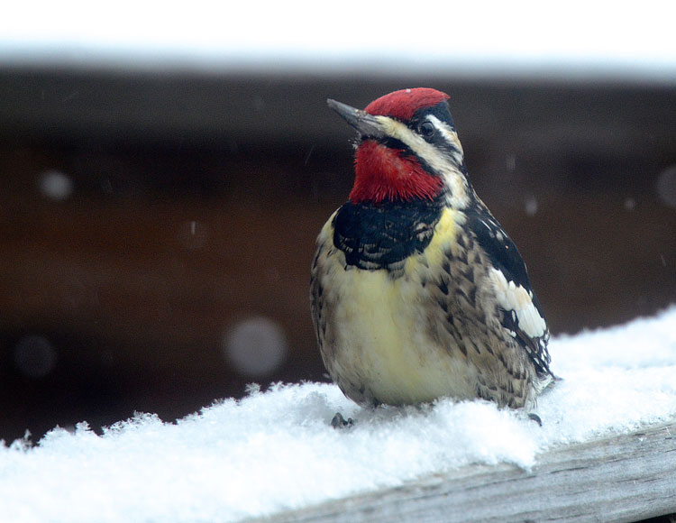 Read more about the article Winter Birding