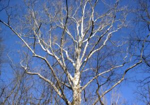 Read more about the article Winter Tree Identification at Creasey Mahan Nature Preserve