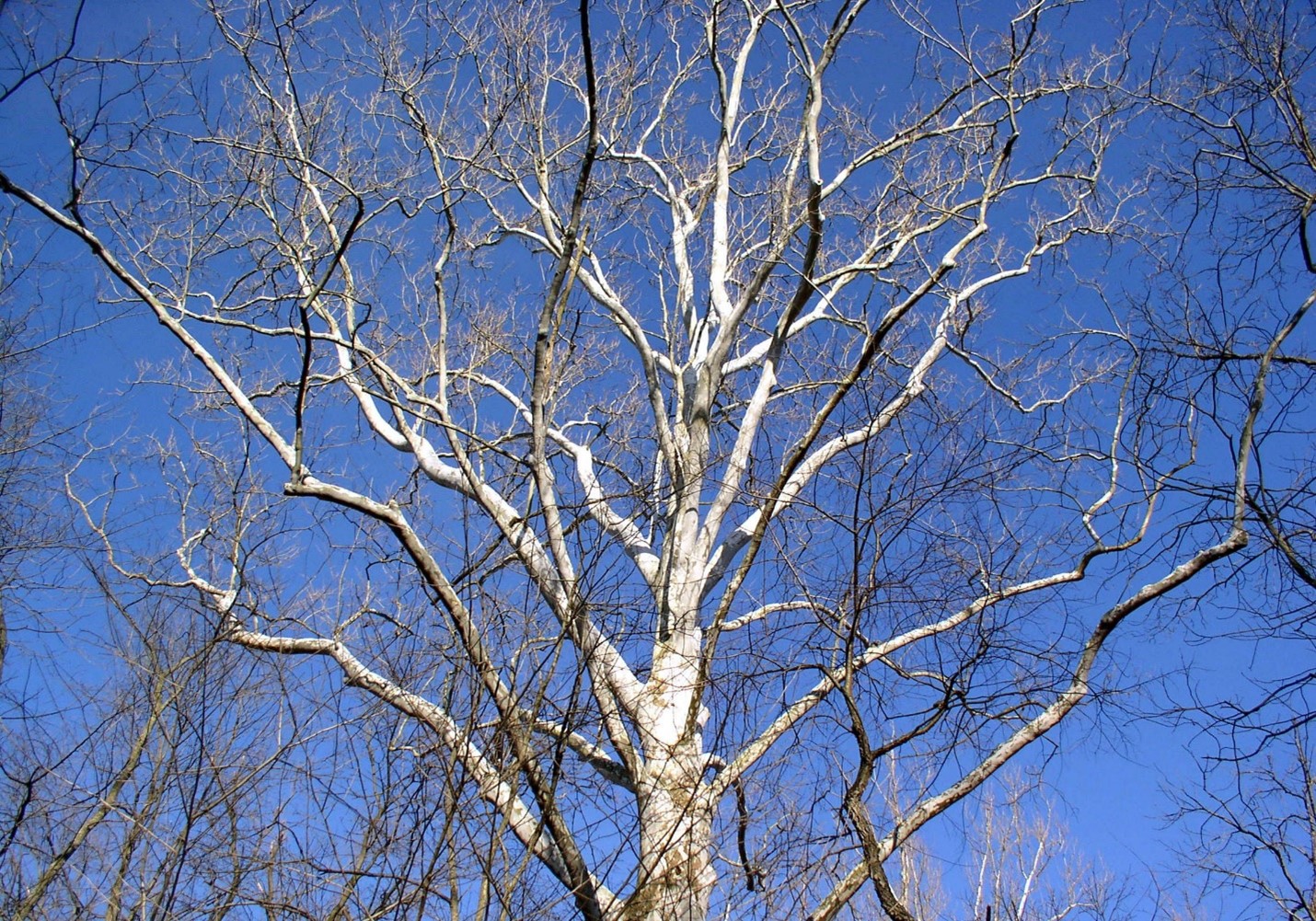 You are currently viewing Winter Tree Identification at Creasey Mahan Nature Preserve