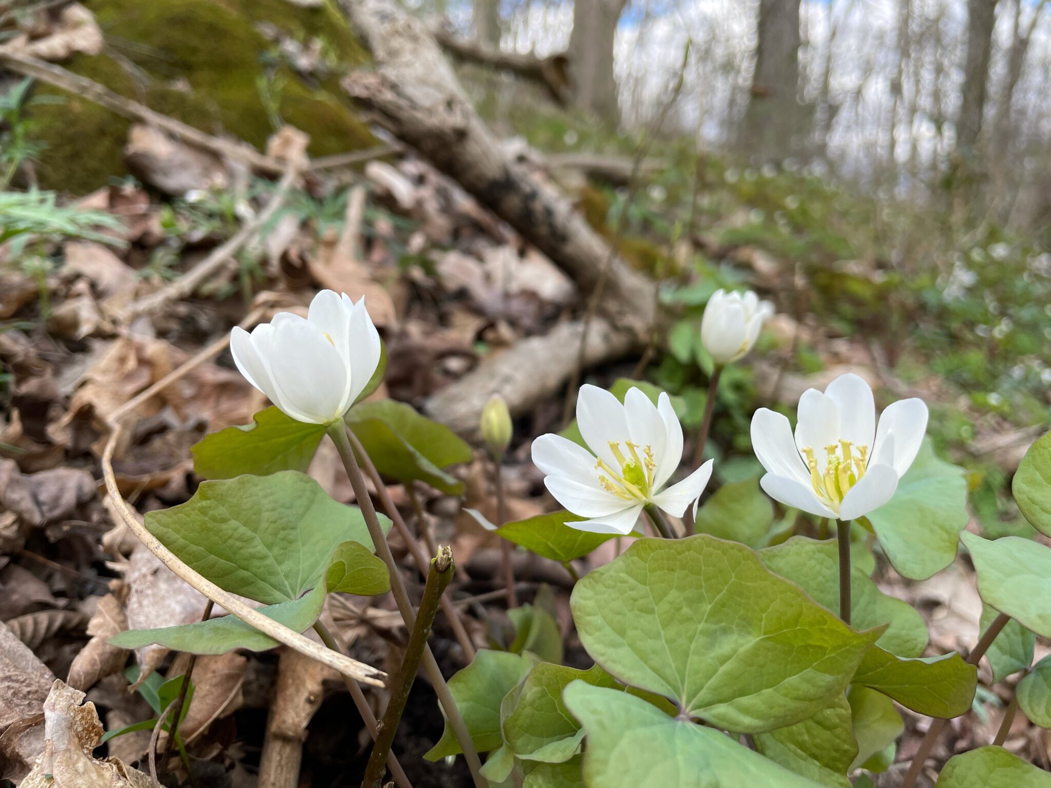 Twinleaf Creasey Mahan Nature Preserve