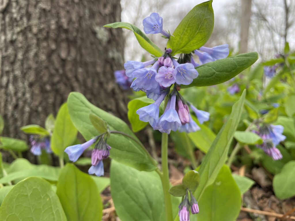 All About Spring Ephemerals