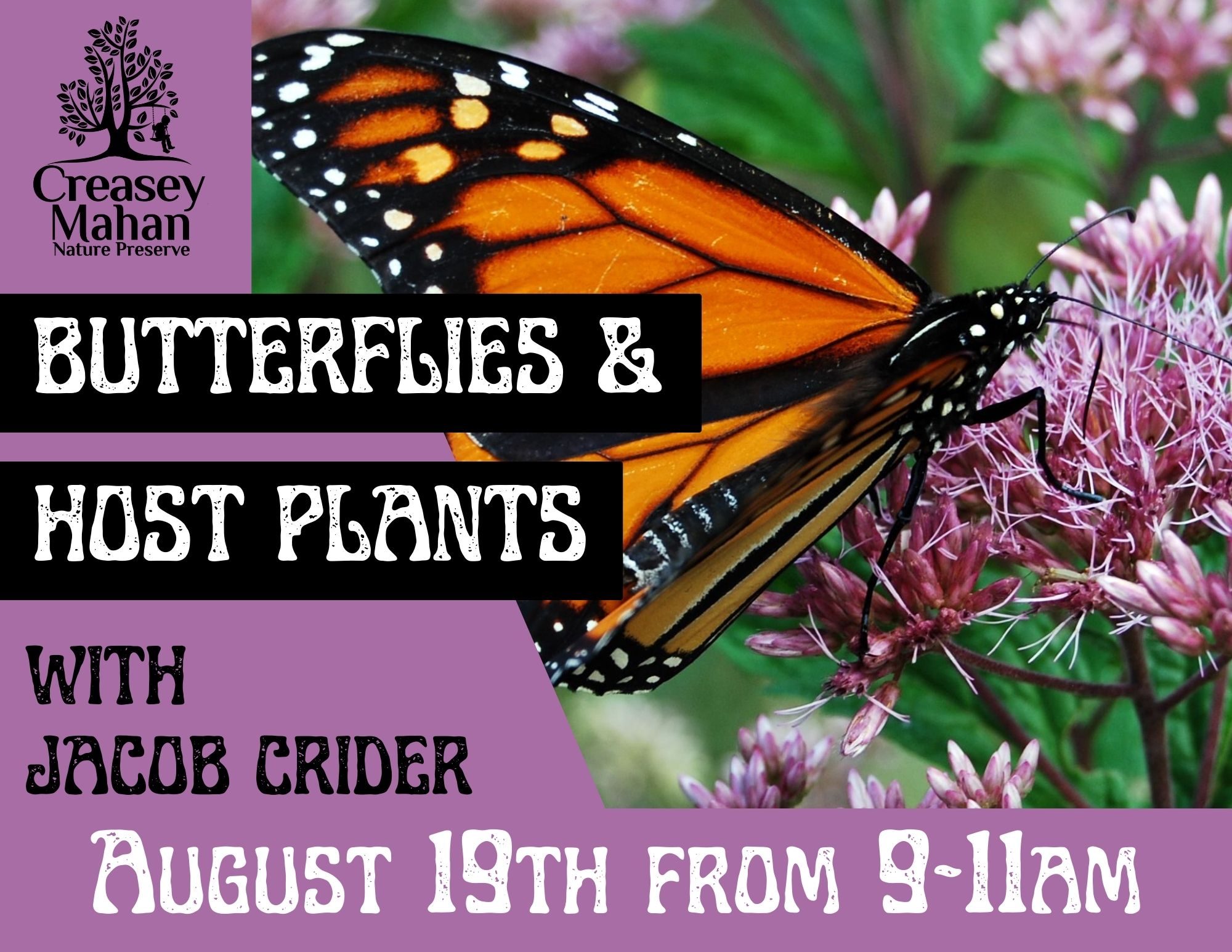 Read more about the article Butterflies & Host Plants