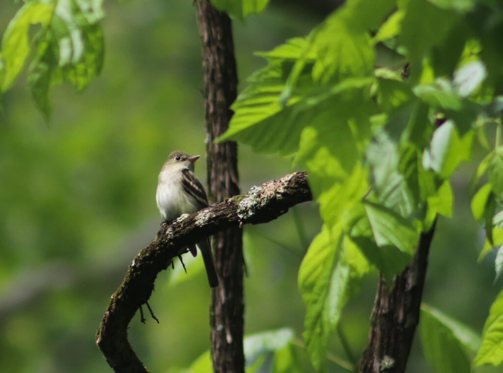 Acadian Flycatcher