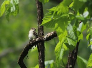 Read more about the article Acadian Flycatcher